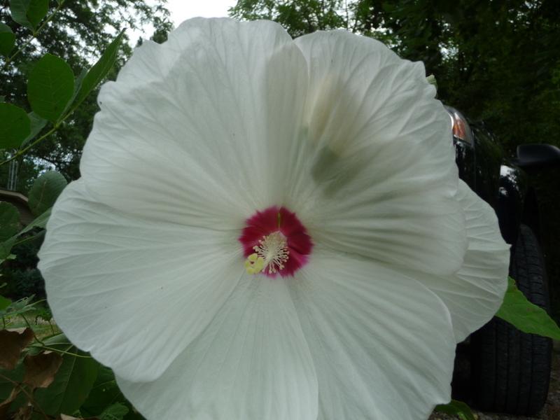Photo of Hybrid Hardy Hibiscus (Hibiscus 'Disco Belle White') uploaded by gardengus