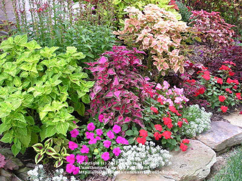 Photo of Coleus (Coleus scutellarioides 'Pink Perfection') uploaded by kqcrna