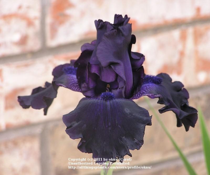 Photo of Tall Bearded Iris (Iris 'Night Ruler') uploaded by okus