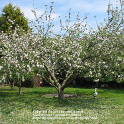 Location: Lincolnshire, England, UK
Date: April
Mature Bramley( spread 25ft) in full bloom