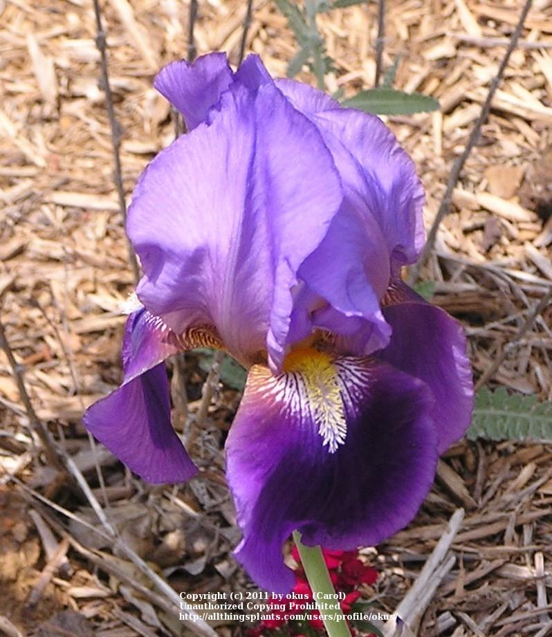 Photo of Tall Bearded Iris (Iris 'William A. Setchell') uploaded by okus