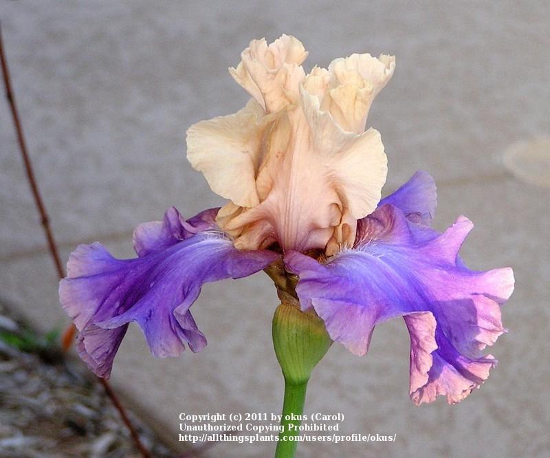 Photo of Tall Bearded Iris (Iris 'Poem of Ecstasy') uploaded by okus