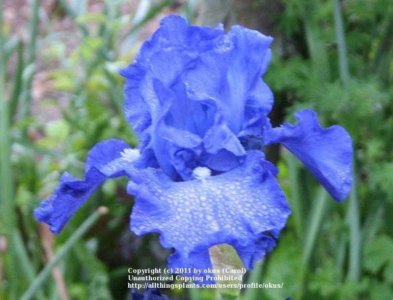 Photo of Tall Bearded Iris (Iris 'Mer du Sud') uploaded by okus