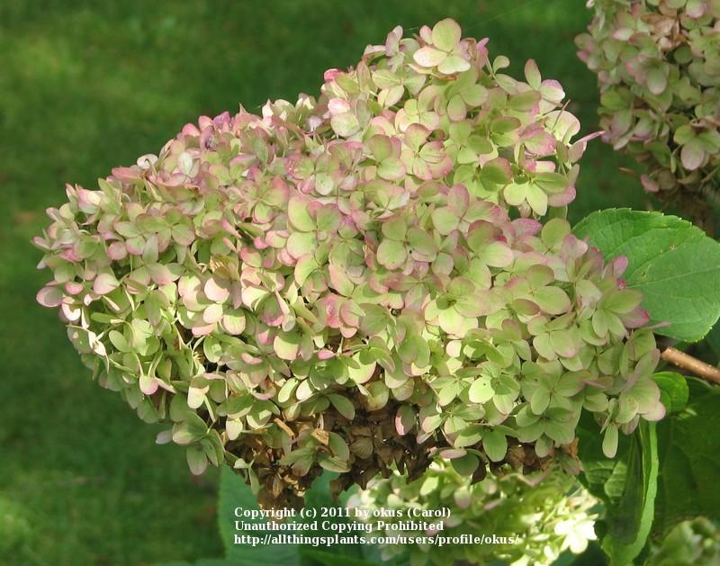 Photo of Panicle Hydrangea (Hydrangea paniculata Limelight™) uploaded by okus