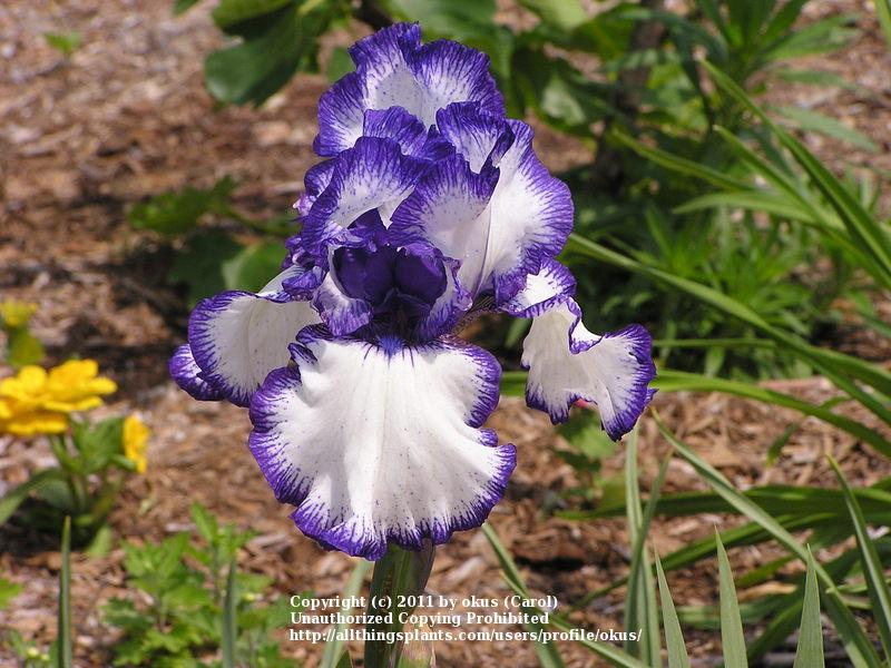 Photo of Tall Bearded Iris (Iris 'Rare Treat') uploaded by okus