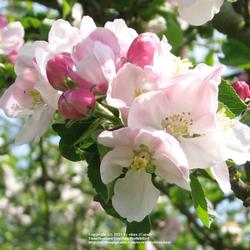 Location: Lincolnshire, England, UK
Date: Late April
Bramley Blossom