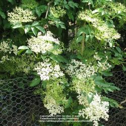Location: Linconshire, England, UK
Date: May
Branch of Elderberry bush in full bloom