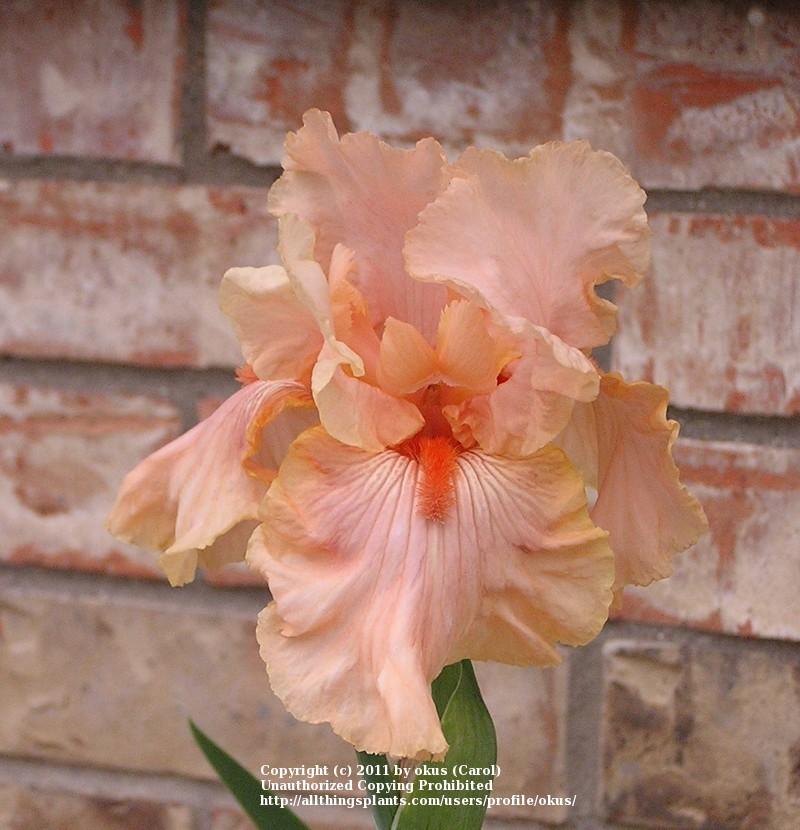 Photo of Tall Bearded Iris (Iris 'Fire Bride') uploaded by okus