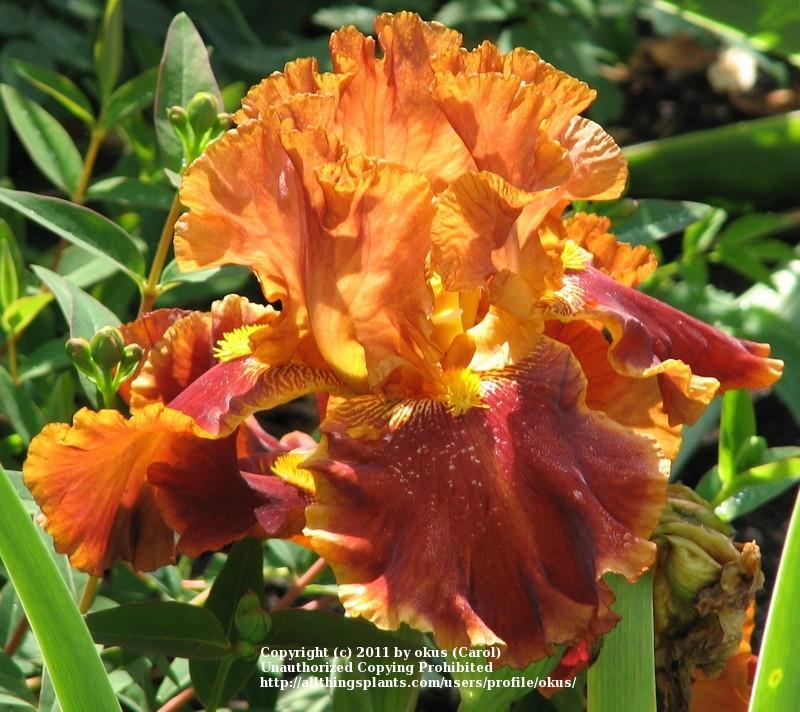 Photo of Tall Bearded Iris (Iris 'Copatonic') uploaded by okus