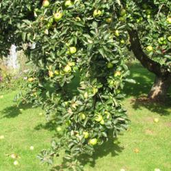 Location: Lincolnshire, England, UK 
Date: 22 September 2011
Laden Branch of Bramley Apple Tree