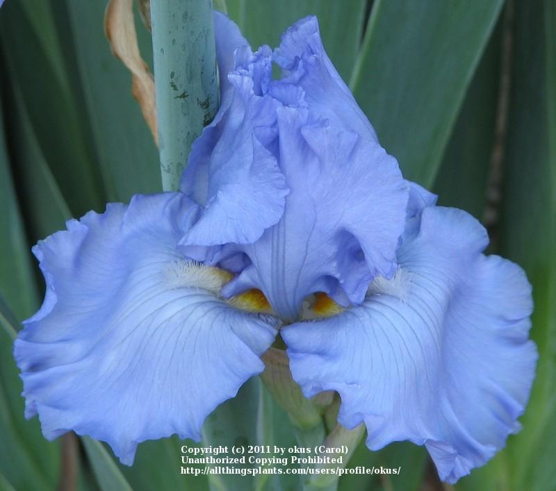 Photo of Tall Bearded Iris (Iris 'River Runner') uploaded by okus