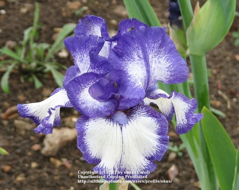 Photo of Tall Bearded Iris (Iris 'Kissing Circle') uploaded by okus