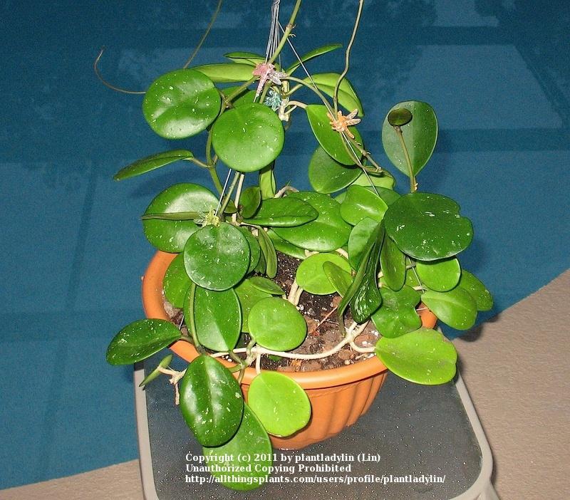 Photo of Wax Plant (Hoya obovata) uploaded by plantladylin