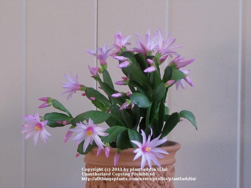 Photo of Easter Cactus (Hatiora gaertneri) uploaded by plantladylin