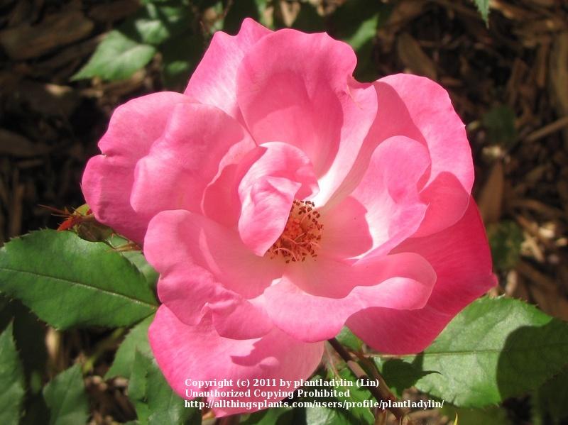 Photo of Rose (Rosa 'Pink Knock Out') uploaded by plantladylin