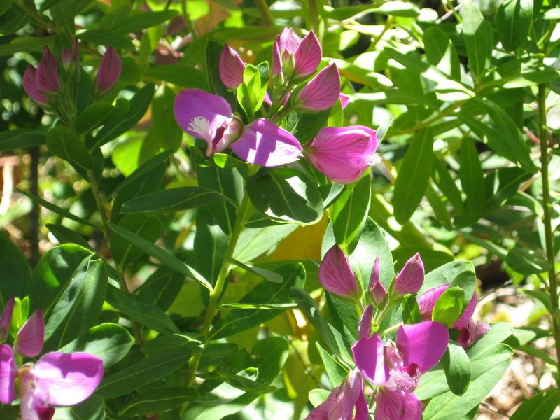 Photo of Sweet Pea Bush (Polygala myrtifolia) uploaded by wcgypsy