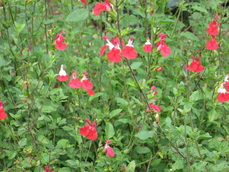 Photo of Blackcurrant Sage (Salvia microphylla 'Hot Lips') uploaded by wcgypsy