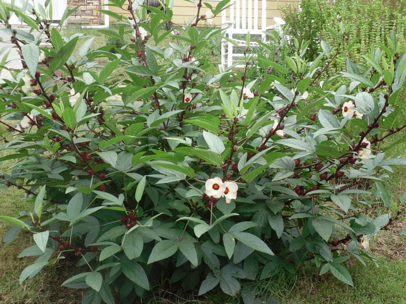 Photo of Roselle (Hibiscus sabdariffa) uploaded by wildflowers