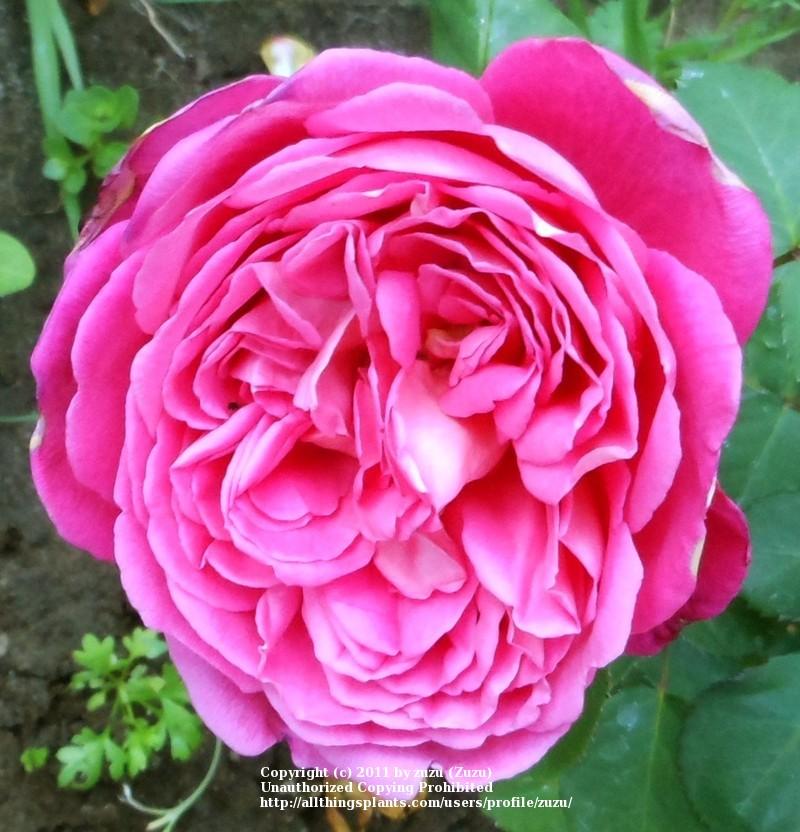 Photo of Rose (Rosa 'Star of the Nile') uploaded by zuzu