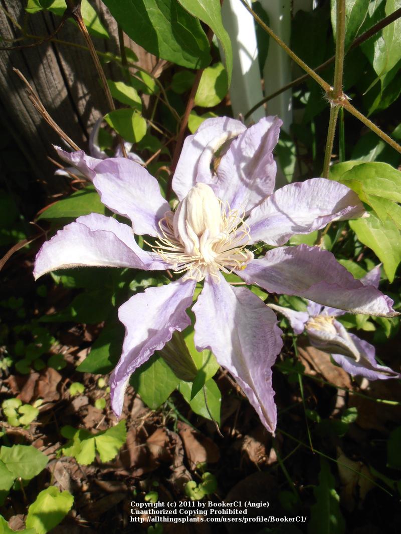 Photo of Clematis 'Proteus' uploaded by BookerC1