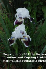 Photo of Standard Dwarf Bearded Iris (Iris 'Puddy Tat') uploaded by BookerC1