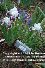 Photo of Standard Dwarf Bearded Iris (Iris 'Puddy Tat') uploaded by BookerC1