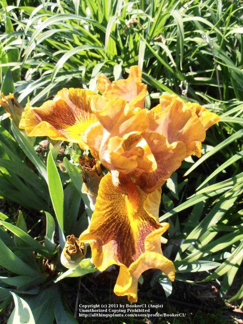 Photo of Intermediate Bearded Iris (Iris 'Dude') uploaded by BookerC1
