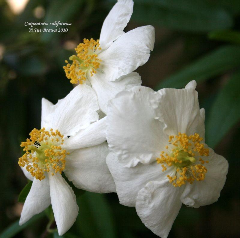 Photo of California Anemone (Carpenteria californica) uploaded by Calif_Sue