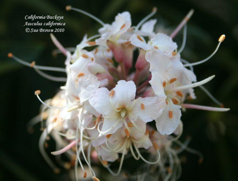 Photo of California Buckeye (Aesculus californica) uploaded by Calif_Sue