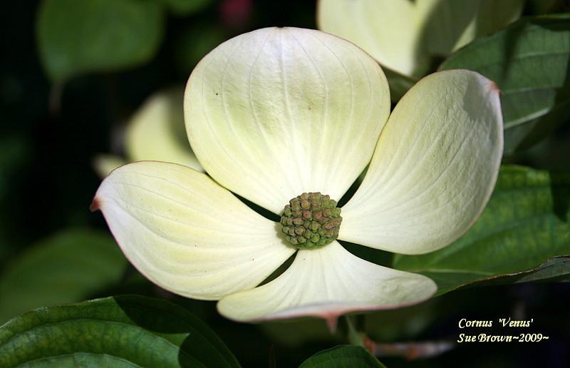 Photo of Flowering Dogwood (Cornus Venus®) uploaded by Calif_Sue