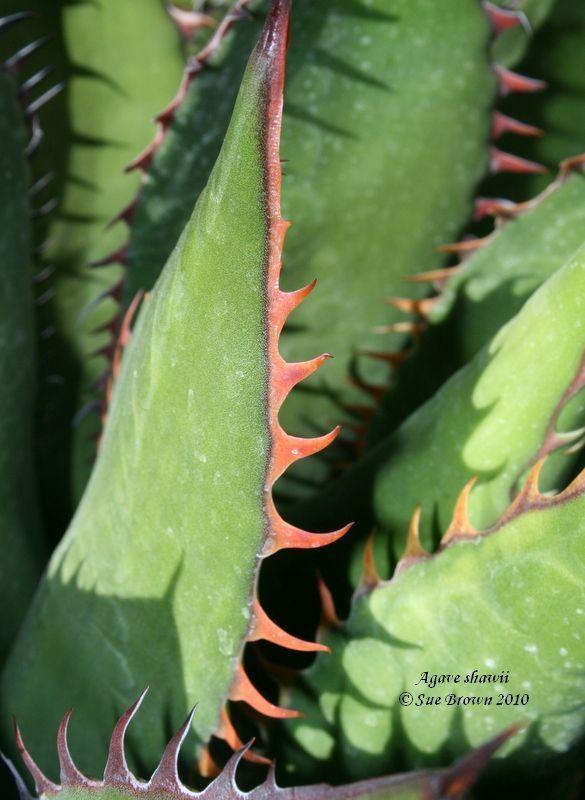 Photo of Shaw's Agave (Agave shawii) uploaded by Calif_Sue