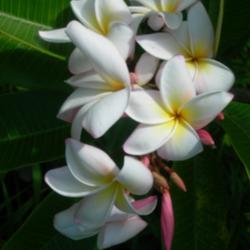 Location: Kauai
Date: summer 2008
Very large and abundant white pink-rimmed flowers, tend to cover 
