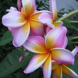 Location: Southwest Florida
Date: summer 2010
Stunning large blooms, tree is a tall grower and blooms profusely