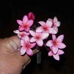 Location: Kauai
Date: summer 2008
Small lavender-ish blooms, nice bouquets (aka 'Keiki Lavender')