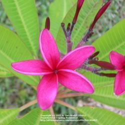 Location: Southwest Florida
Date: summer 2008
one of the old-time registered plumeria varieties, lovely fairly 