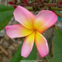 Location: Southwest Florida
Date: summer 2008
sweet, soft-pink bloom with a striking yellow radiating center