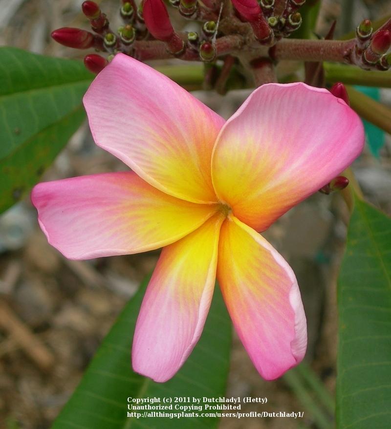 Photo of Plumeria (Plumeria rubra 'Aloha') uploaded by Dutchlady1