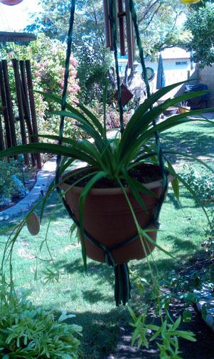 Photo of Spider Plant (Chlorophytum comosum) uploaded by GardenGuyAZ