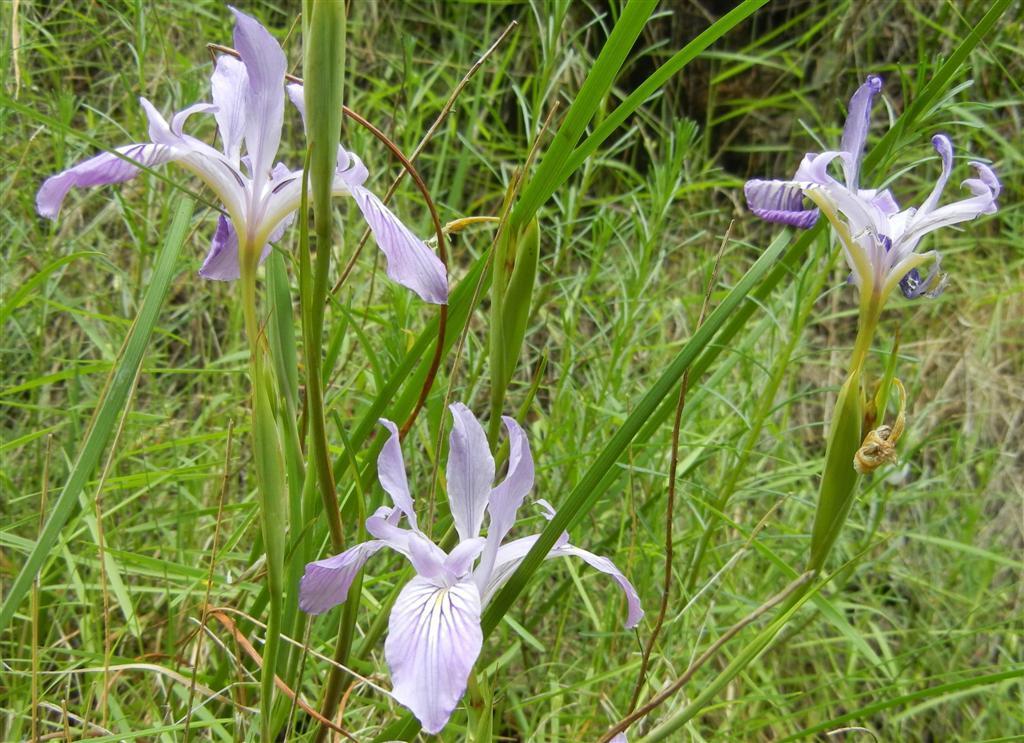 Photo of Species Iris (Iris douglasiana) uploaded by KentPfeiffer