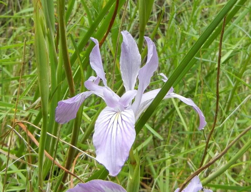 Photo of Species Iris (Iris douglasiana) uploaded by KentPfeiffer