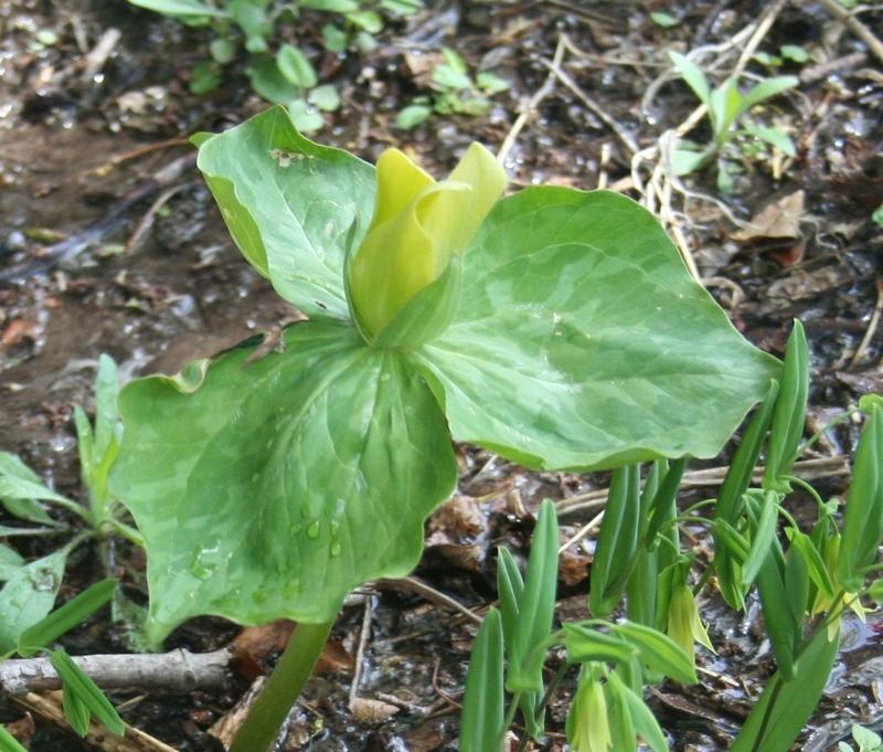 Photo of Yellow Trillium (Trillium luteum) uploaded by KentPfeiffer