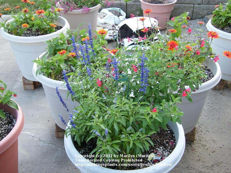 Photo of Mealycup Sage (Salvia farinacea Cathedral® Deep Blue) uploaded by Marilyn
