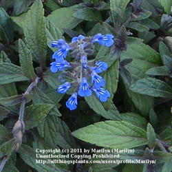 Location: My garden in Kentucky
Date: Jun 4, 2008 7:26 PM
Love those blue flowers!