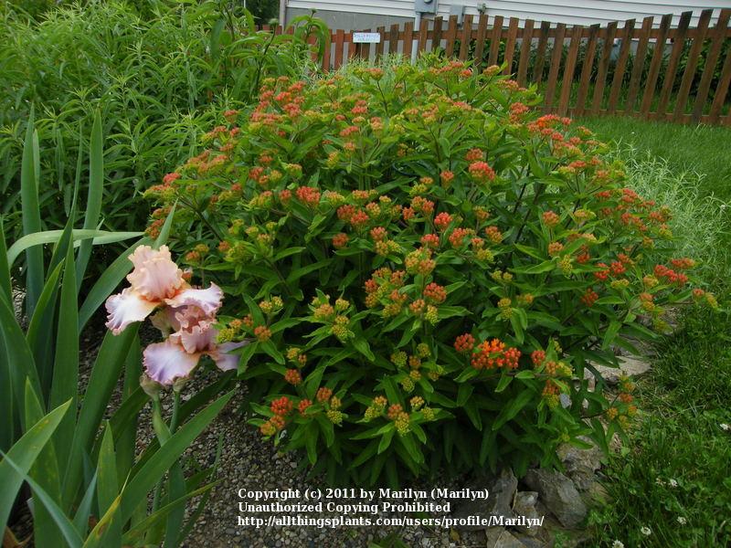 Photo of Butterfly Weed (Asclepias tuberosa 'Gay Butterflies') uploaded by Marilyn