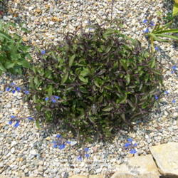 Location: My garden in Kentucky
Date: Jun 21, 2008 12:13 PM
Beautiful blue color!