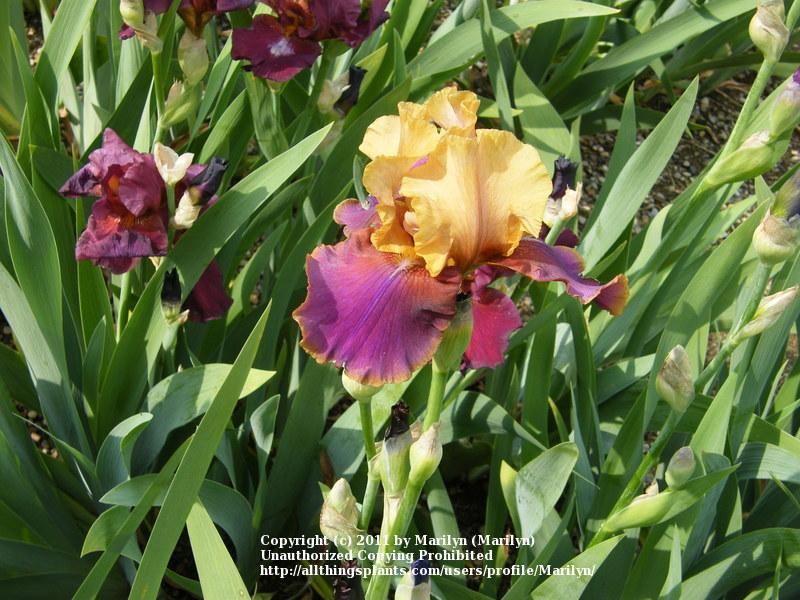 Photo of Tall Bearded Iris (Iris 'Syncopation') uploaded by Marilyn