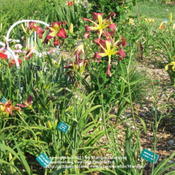 Location: Valley of the Daylilies in Lebanon, OH. Home of Dan (the hybridizer) and Jackie BachmanDate: Jul 8, 2005 9:55 AM