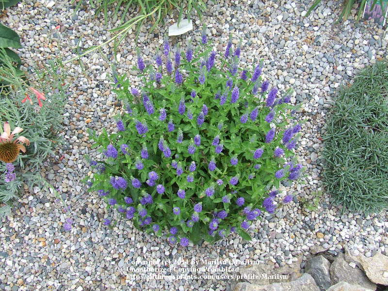 Photo of Spike Speedwell (Veronica spicata Royal Candles) uploaded by Marilyn