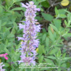 Location: My garden in Kentucky
Date: Jul 10, 2011 
Love it!  I planted 3 plants of this Agastache and I'm so glad I 
