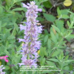 Love it!  I planted 3 plants of this Agastache and I'm so glad I 